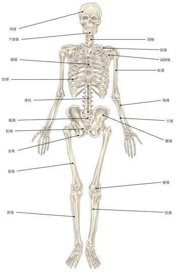 颅骨下颌骨胸骨肋骨骶骨耻骨坐骨股骨腓骨脊柱颈椎锁骨肩胛骨肱骨桡骨尺骨髂骨髌骨胫骨
