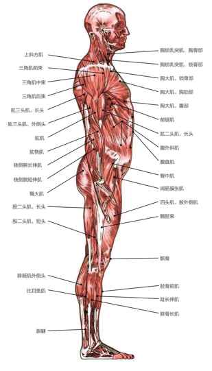 人体的肌肉和骨骼
