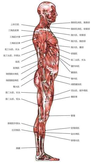 上斜方肌三角肌前束三角肌中束三角肌后束肱三头肌，长头肱三头肌，外侧头肱肌肱桡肌桡侧腕长伸肌桡侧腕短伸肌臀大肌股二头肌，长头股二头肌，短头腓肠肌外侧头比目鱼肌跟腱胸锁乳突肌，胸骨部胸锁乳突肌，锁骨部胸大肌，锁骨部胸大肌，胸肋部胸大肌，腹部前锯肌肱二头肌，长头腹外斜肌腹直肌臀中肌阔筋膜张肌四头肌，股外侧肌髂胫束髌骨胫骨前肌趾长伸肌腓骨长肌