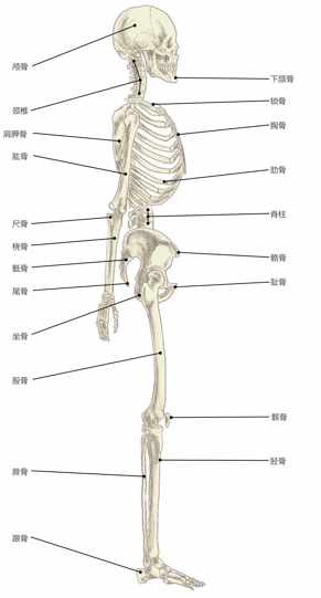 颅骨颈椎肩胛骨肱骨尺骨桡骨骶骨尾骨坐骨股骨腓骨跟骨下颌骨锁骨胸骨肋骨脊柱骼骨耻骨髌骨胫骨
