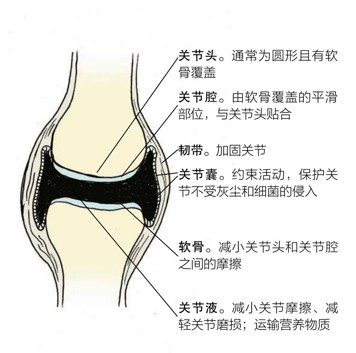 关节头。通常为圆形且有软骨覆盖关节腔。由软骨覆盖的平滑部位，与关节头贴合韧带。加固关节关节囊。约束活动，保护关节不受灰尘和细菌的侵入软骨。减小关节头和关节腔之间的摩擦关节液。减小关节摩擦、减轻关节磨损；运输营养物质