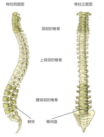 脊柱侧面图 脊柱正面图颈部的椎骨上背部的椎骨腰背部的椎骨棘突 椎间盘