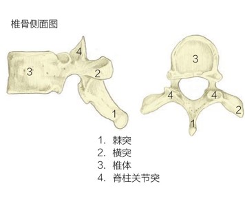 椎骨侧面图4 2 1 3 3 4 4 2 1 1．棘突2．横突3．椎体4．脊柱关节突