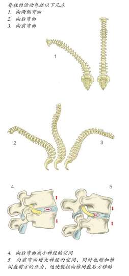 脊柱的活动包括以下几点1．向两侧弯曲2．向后弯曲3．向前弯曲1 2 3 4 5 4．向后弯曲减小神经的空间5．向前弯曲增大神经的空间，同时也增加椎间盘前方的压力，迫使髓核向椎间盘后方移动