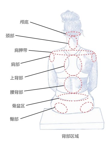 颅底颈部肩胛带肩部上背部腰背部骨盆区臀部背部区域